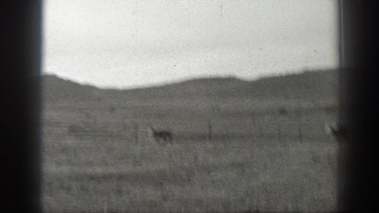 Distant cattle in an open field with hills behind and dark film-frame edges.