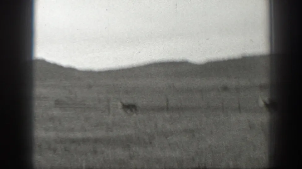 1939 Montana home-movie frame showing distant cattle on open plains with rolling hills and a fence line.