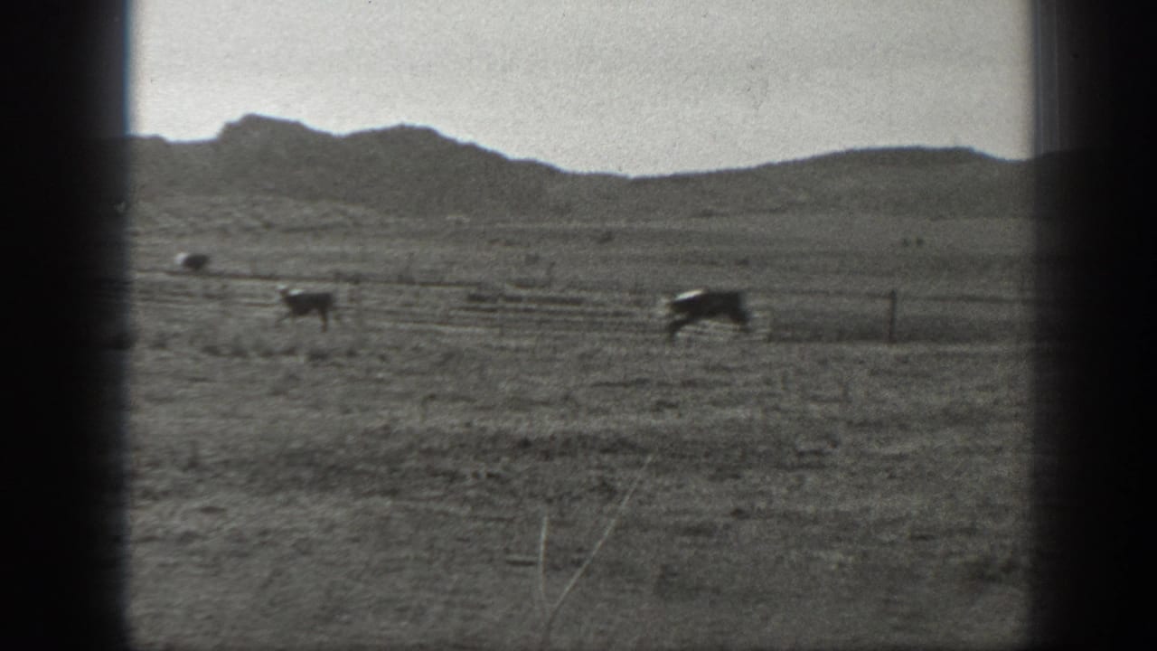Black-and-white 8mm view of cattle on a Montana plain, with fencing and hills visible in the distance.