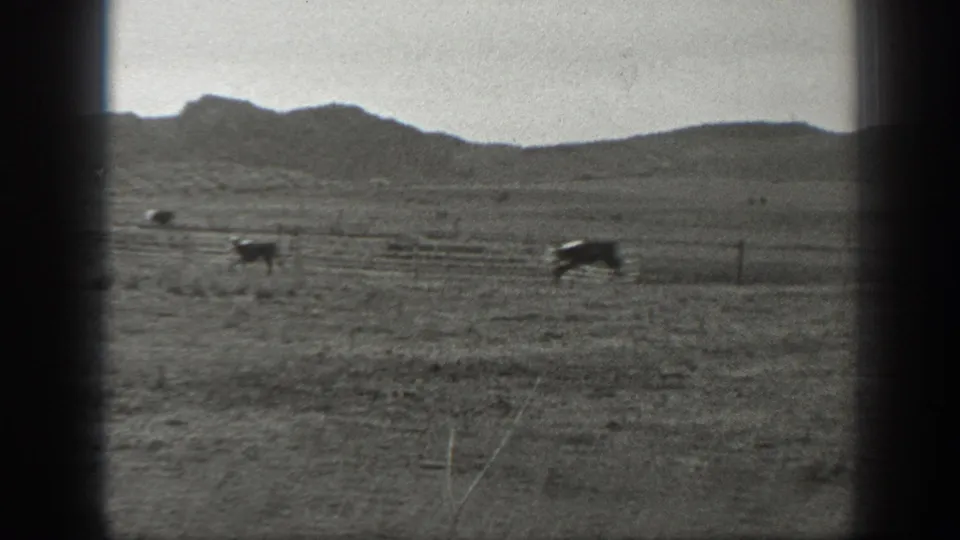 Black-and-white 8mm view of cattle on a Montana plain, with fencing and hills visible in the distance.
