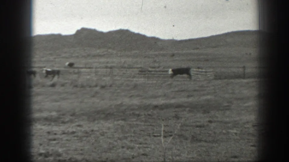 1939 Montana ranch scene with cattle near a fence line and a small distant figure or animal on the plain.