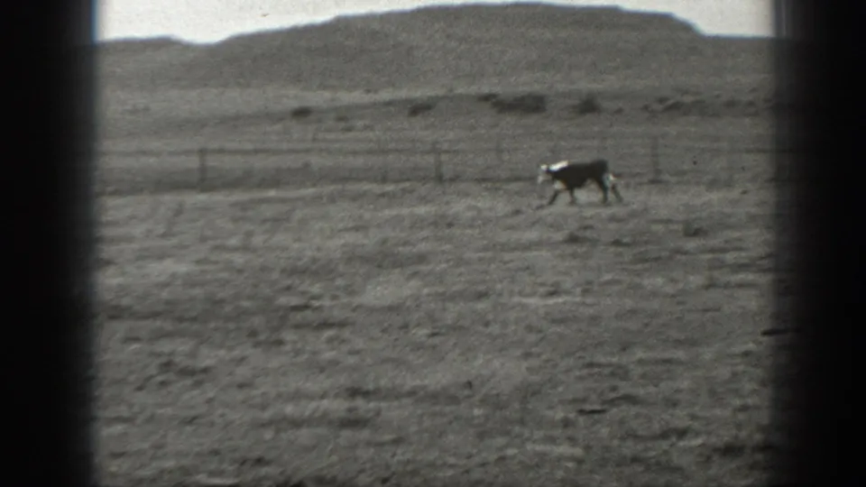 Black-and-white Montana ranch frame showing a cow near a fence on open plains, with low hills behind.