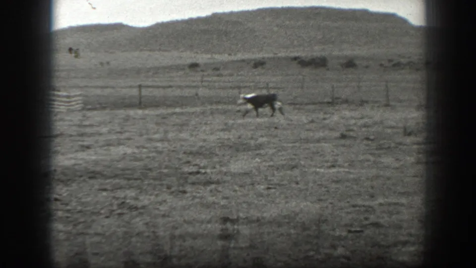 Black-and-white 1939 Montana ranch view with open ground, a fence line, low hills, and a distant animal moving across the field.