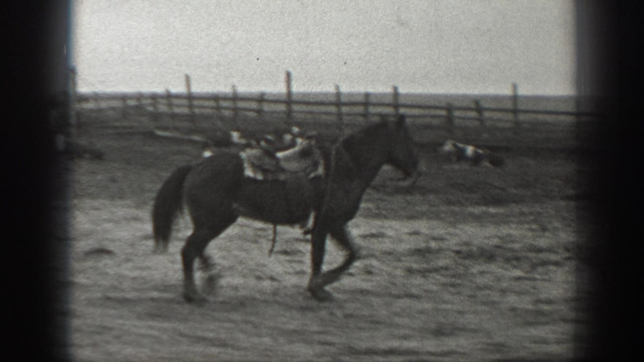 Saddled horse walks across a dusty enclosure with fencing behind it.