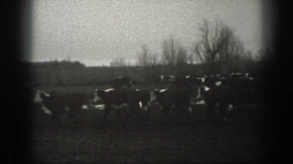A cattle herd crosses open ranch land in Montana, seen in soft black-and-white 8mm footage with trees and low hills beyond.