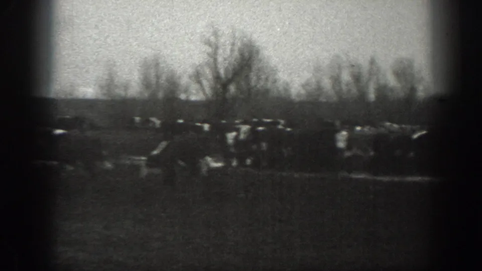Black-and-white 1939 Montana farm footage shows livestock scattered across a pasture bordered by bare trees and distant low hills.