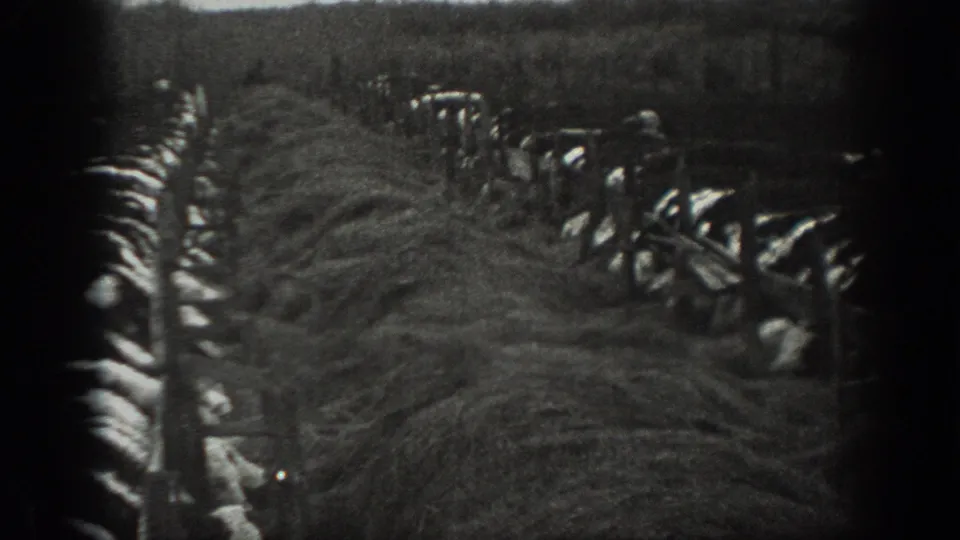A 1939 Montana farm view shows a long row through the field, bordered by animals or hay forms and wooden fence structures.