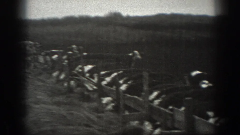 Black-and-white Montana farm footage shows livestock clustered near wooden rail fencing beside a textured field surface.