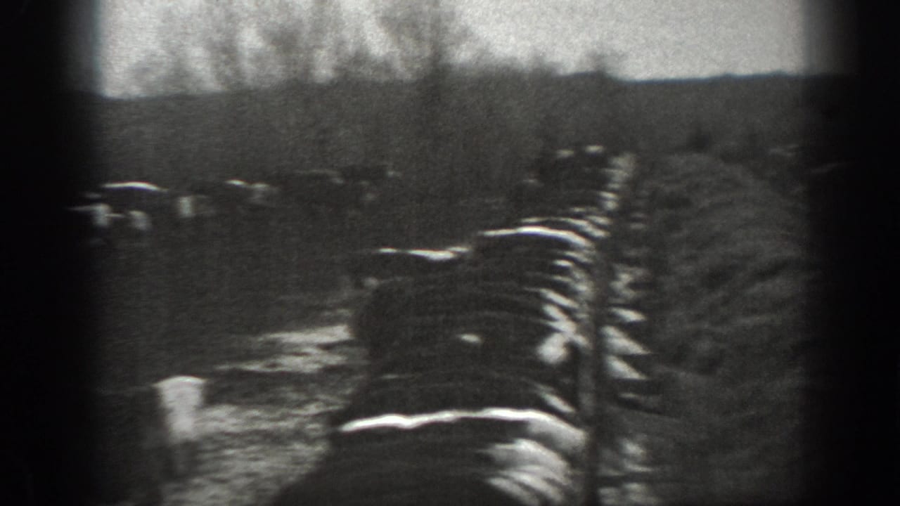 Cattle stand or move along a field edge with fencing and bare trees in the distance.