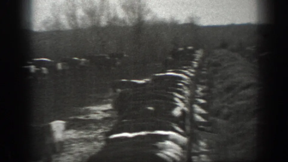 Black-and-white 8mm view of cattle on a Montana rural field, with bare trees and a low horizon behind them.