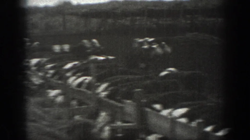 Montana 1939 rural farm frame showing a small herd clustered near fencing in soft black-and-white 8mm footage.