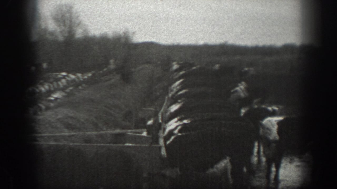 Cattle gather along a fence or ditch with a person standing near the herd.