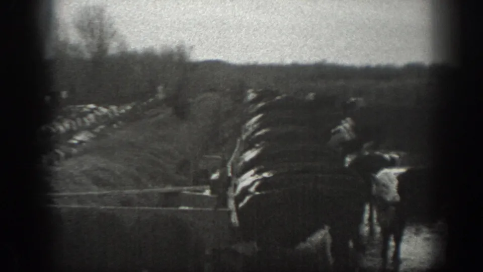 1939 Montana black-and-white frame of cattle clustered beside a fence or ditch, with a distant farm worker nearby.