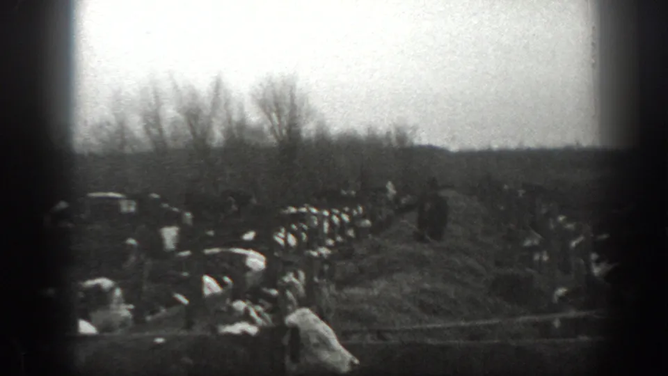1939 Montana home-movie frame showing a cattle herd spread across a field with distant farm men near the tree line.