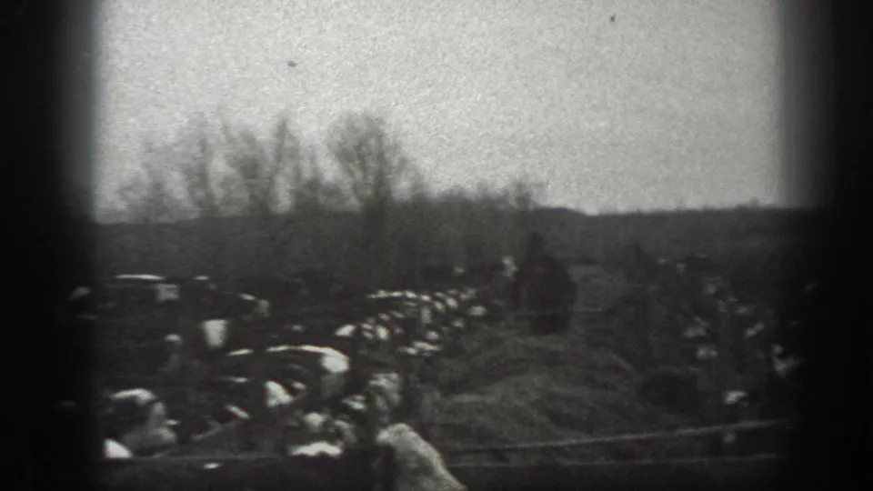 1939 Montana 8mm frame showing cattle in a muddy winter field, bare trees on the horizon, and a person partly visible among the animals.
