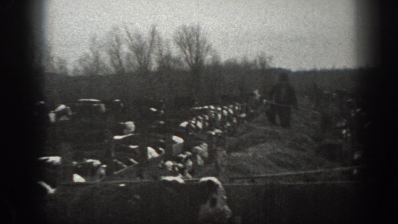 Rows of cattle feed in a winter field while a person stands near hay and bare trees.