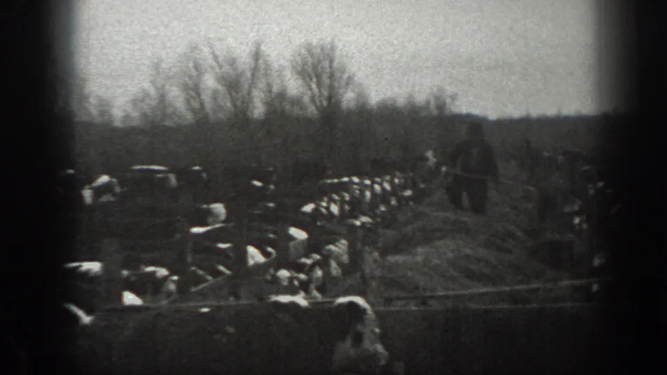 1939 Montana home-movie frame with rows of cattle, a bundled person near hay, bare trees, and a dark vignette from the 8mm frame.