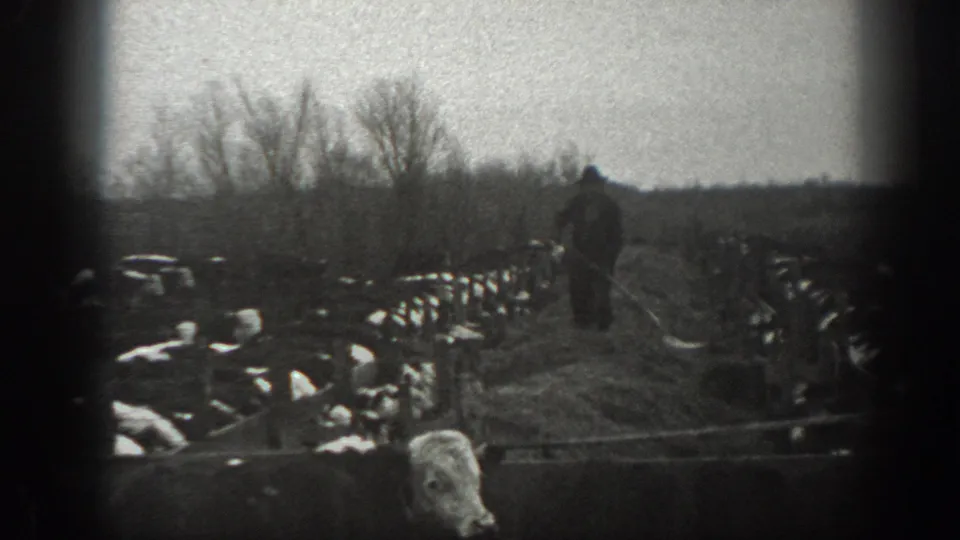 1939 Montana 8mm footage frame showing a person walking between cattle and hay in a muddy winter field with bare trees behind.