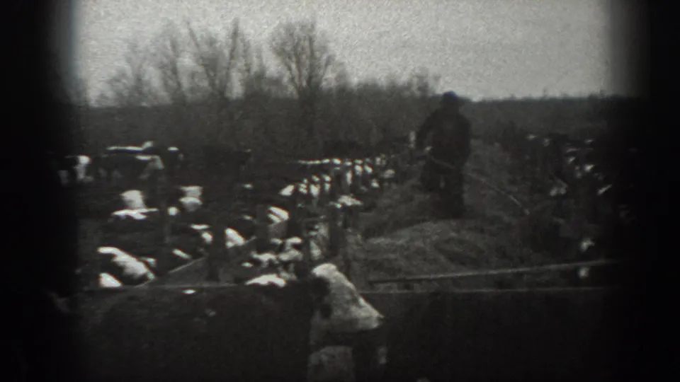 1939 Montana frame showing a person with hay near feeding cattle, with a cow in the foreground and bare winter trees beyond.