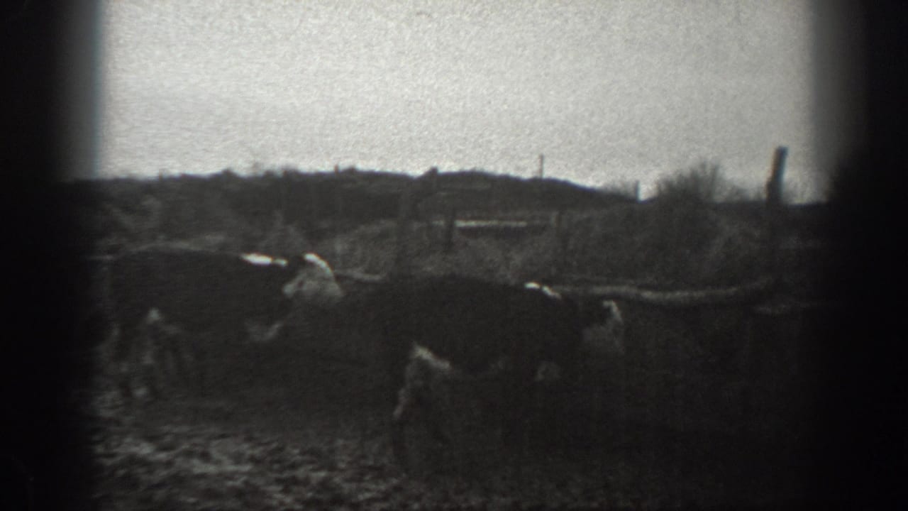Livestock and people in a muddy rural field with buildings in the distance.