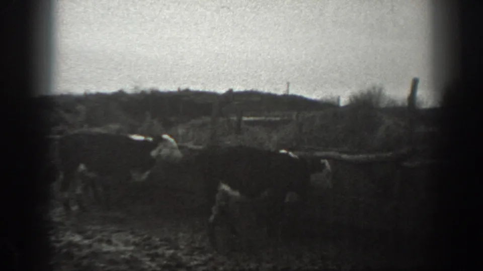 1939 Montana rural home-movie frame with livestock and distant people in a muddy field near low structures.