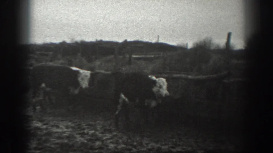 1939 Montana 8mm frame showing livestock close to the camera, with people partly visible in a muddy pasture.