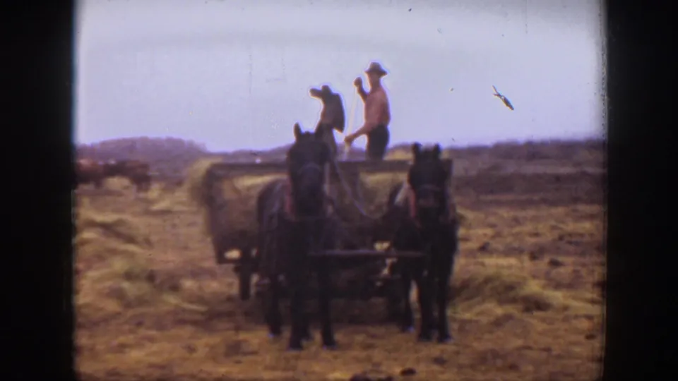 A horse-drawn hay wagon moves through a Montana field, with workers standing on the load and handling hay from above.
