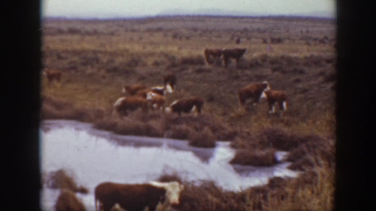 Montana 1939 home-movie frame showing brown-and-white cows grazing near water in a dry open pasture.