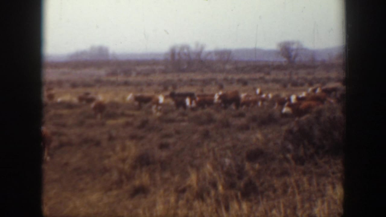 A herd of cows spread across a dry field with distant trees and hills.