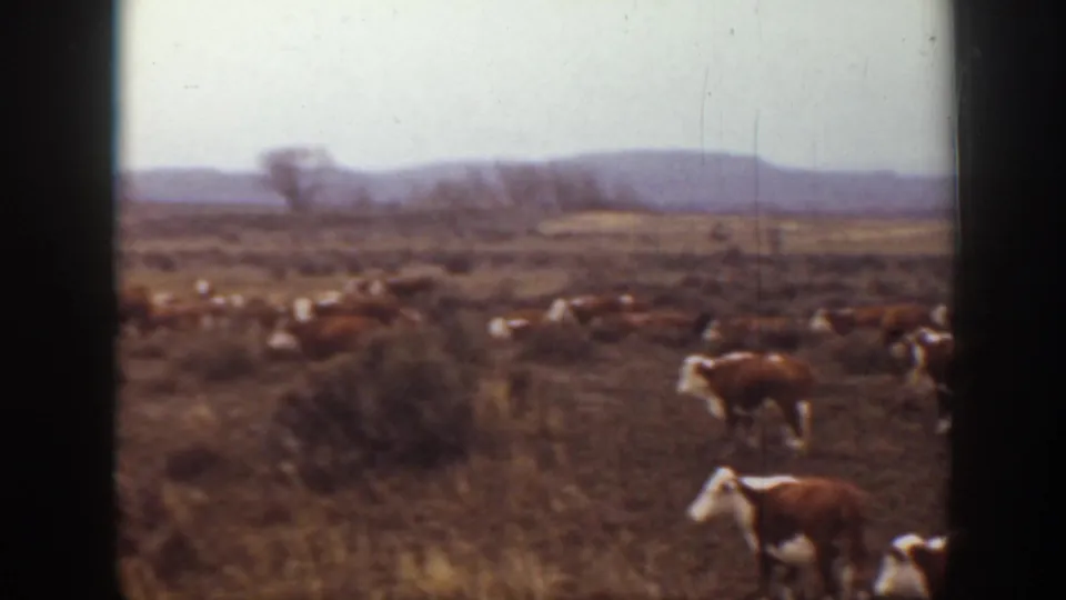 A 1939 Montana home-movie view of cattle grazing across open pasture with distant low hills.