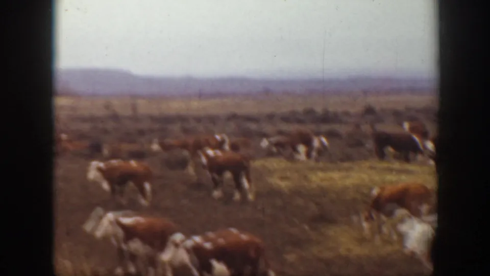 Montana 1939 frame showing cows in dry grass, with open range and a hazy ridge beyond.