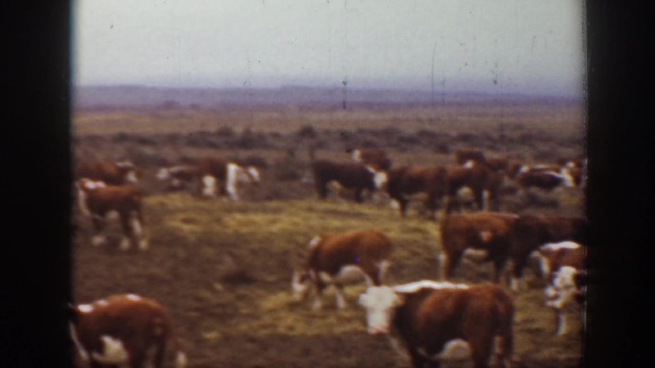 1939 Montana 8mm frame showing cattle scattered across dry grassland, with soft focus, visible grain, and dark film gate edges.