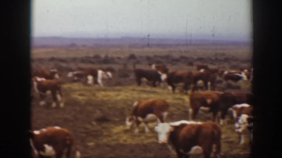 1939 Montana 8mm frame showing cattle scattered across dry grassland, with soft focus, visible grain, and dark film gate edges.