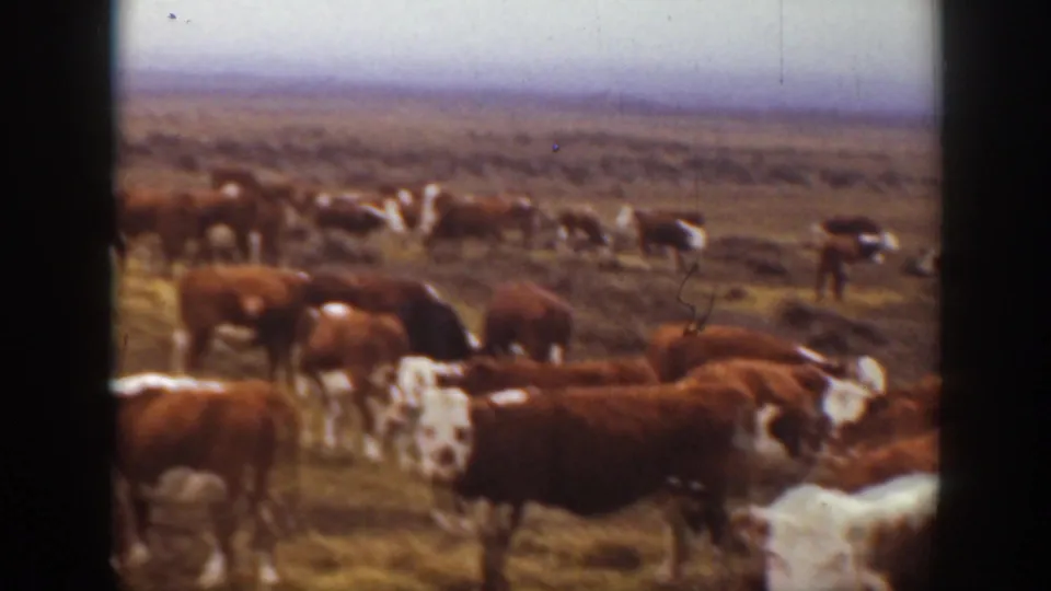 1939 Montana ranching footage frame with cattle spread across a wide field, distant hills, muted color, and visible 8mm scan borders.