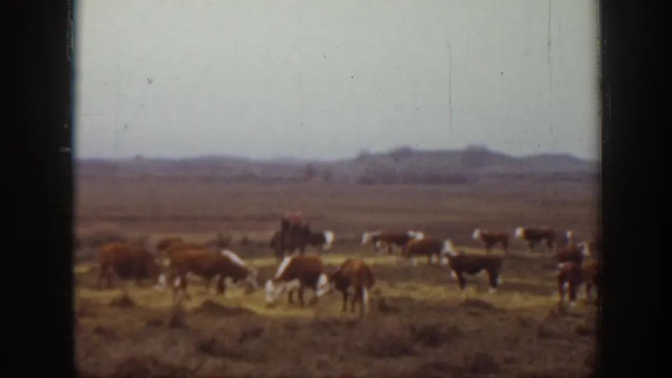Wide 1939 Montana home-movie frame with grazing cattle and a distant rider on horseback against low hills and an overcast sky.