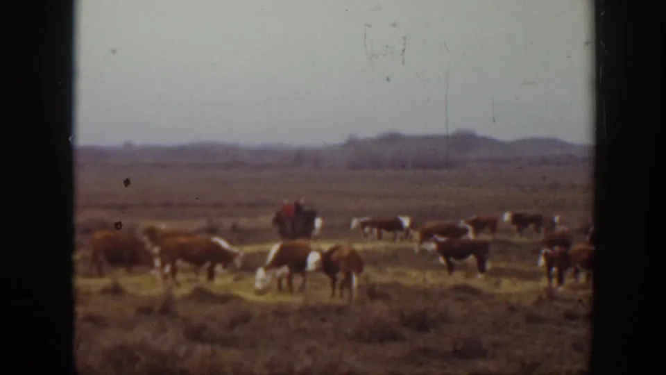 1939 Montana 8mm frame showing cattle, a distant horseback rider, open grassland, low hills, and soft faded home-movie color.