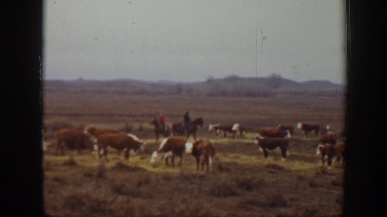 1939 Montana home-movie frame showing brown-and-white cattle grazing across a dry field with a distant cowboy on horseback and low hills beyond.