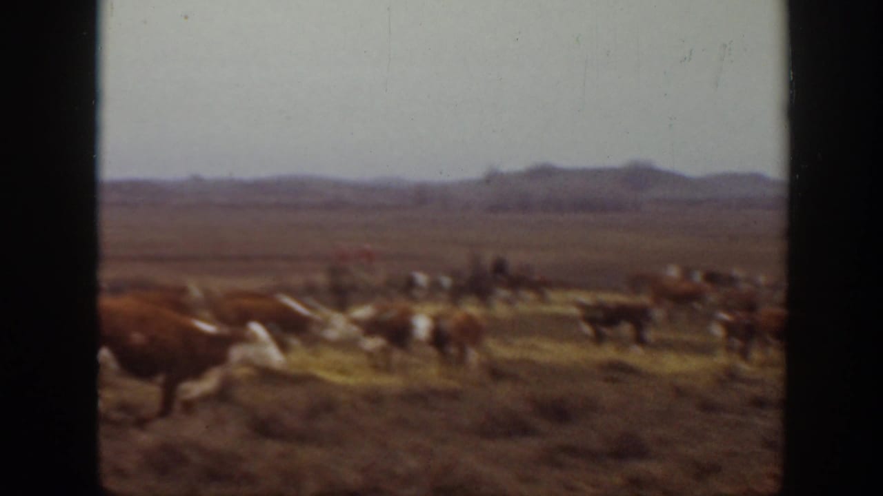 A herd of cattle moves through a dry field with riders faintly visible near the horizon.