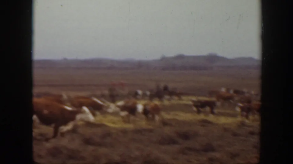 Soft 8mm frame from Montana in 1939 showing cattle spread across open pasture with small mounted figures and distant hills in the background.