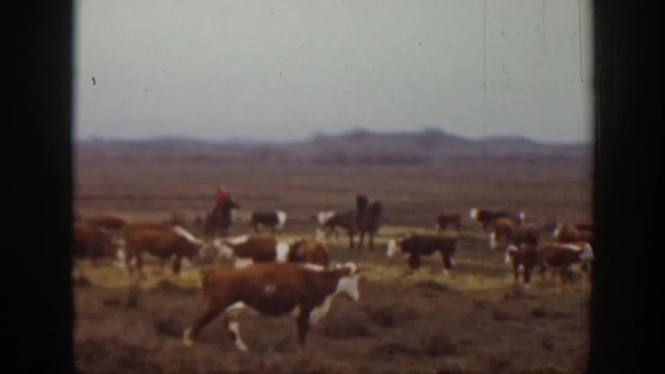 1939 Montana ranch scene with cattle in the foreground and middle distance, a cowboy on horseback, open range, and hazy hills beyond.