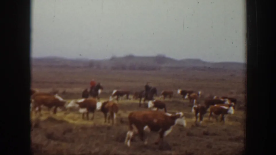 Montana 1939 home-movie view of cattle grazing on dry range, with a distant mounted cowboy, pale sky, and low hills across the horizon.