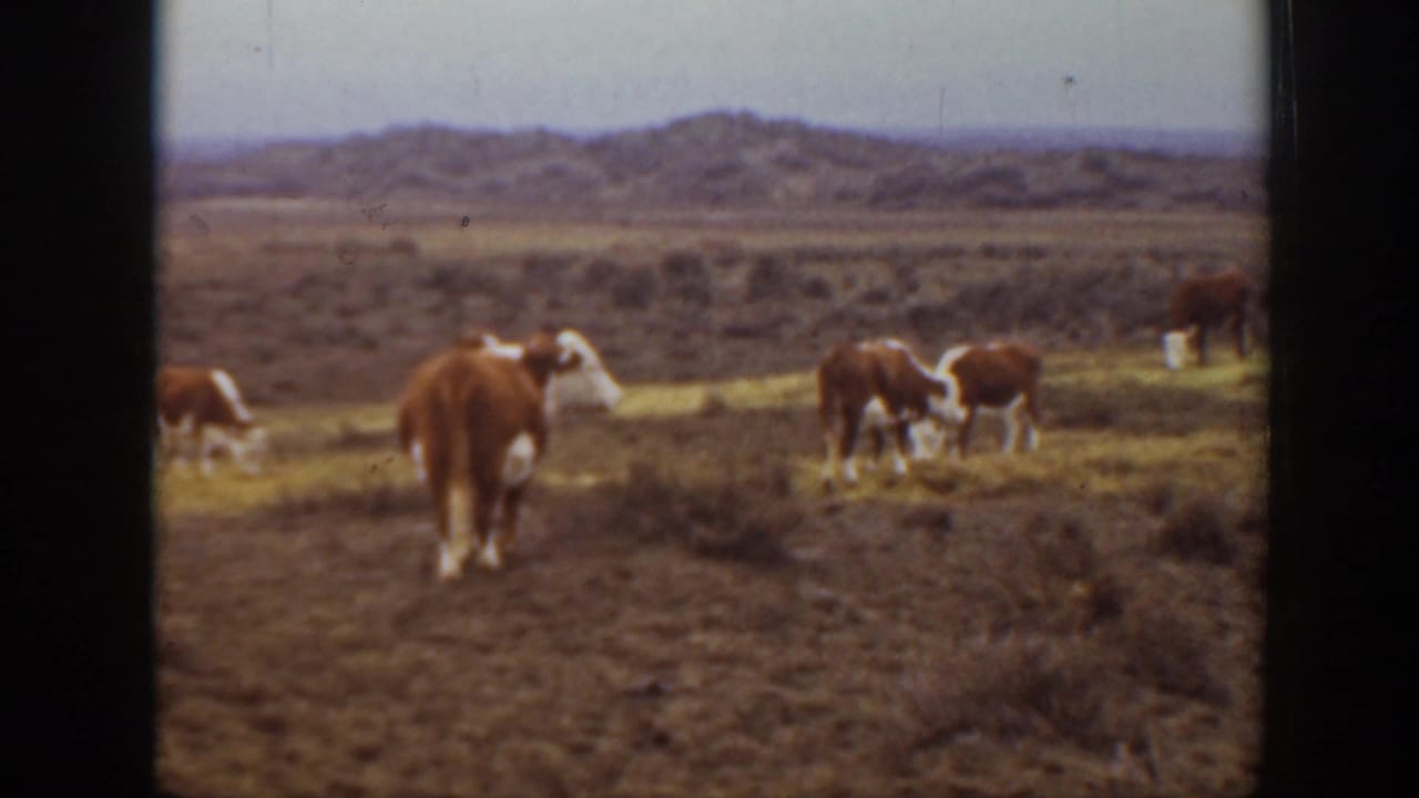 Cattle graze in an open pasture with low hills in the distance.