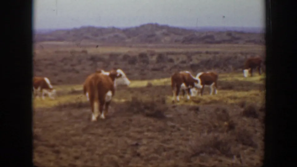 1939 Montana ranch footage shows brown-and-white cattle grazing across a dry open pasture with distant hills under a pale sky.