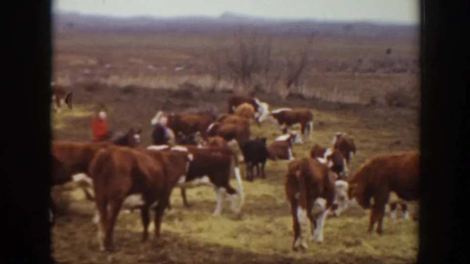 Brown-and-white cattle cluster near horseback riders in a dry Montana pasture, with brush and a broad horizon visible behind them.