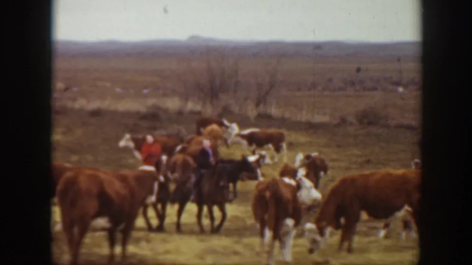 Two riders on horseback guide cattle through an open Montana pasture in 1939 home-movie footage, with low hills and brush in the background.