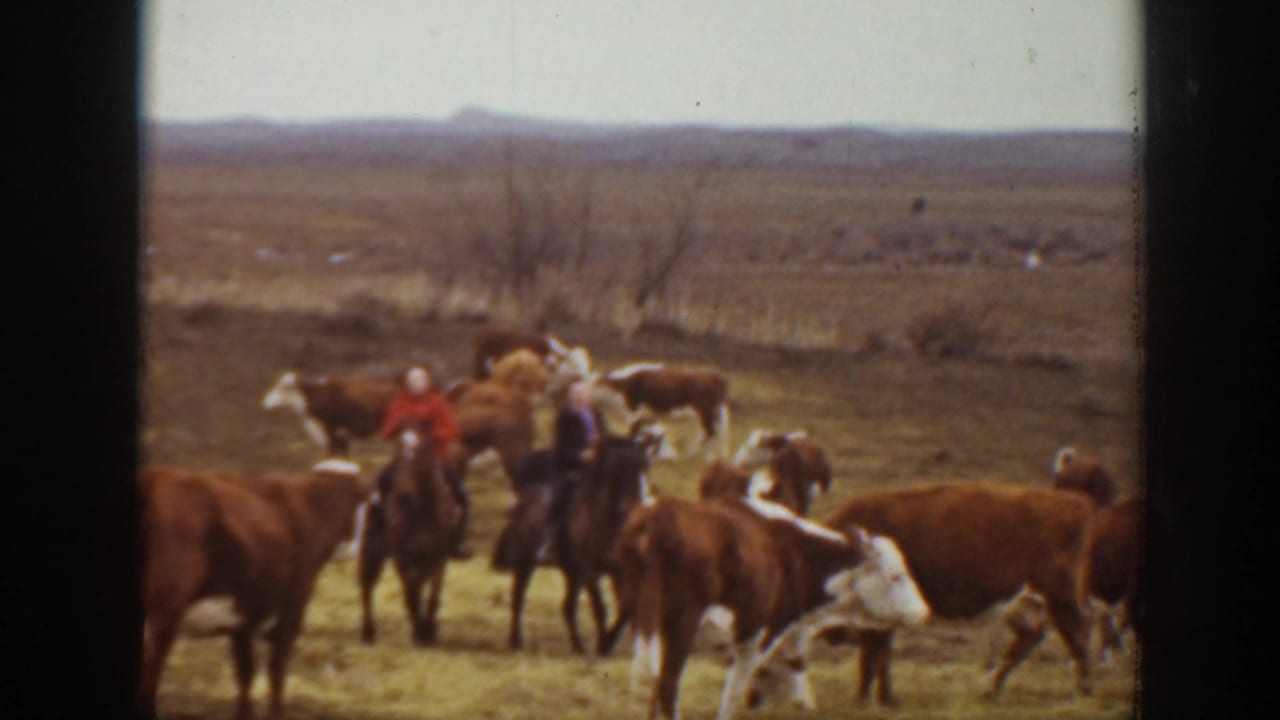In 1939 Montana footage, two horseback riders move among brown and white cattle on dry open prairie.