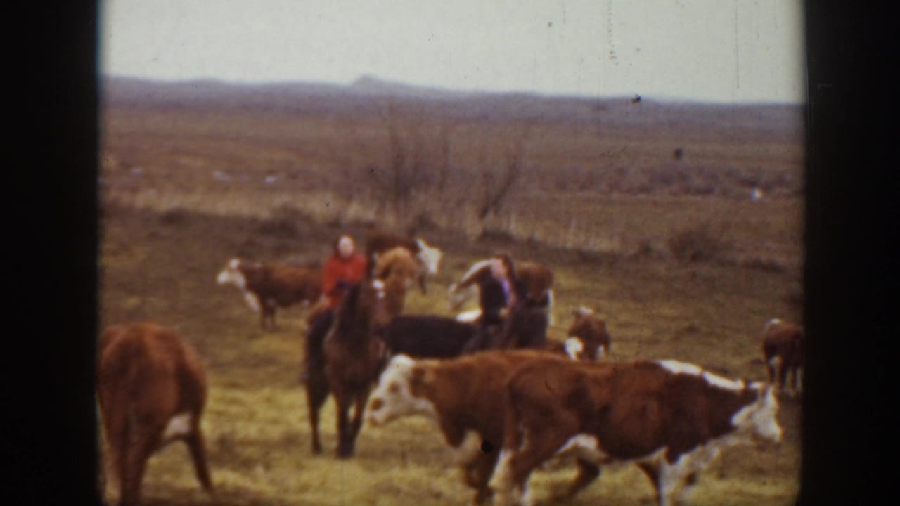 Riders and cattle spread across a dry prairie field.