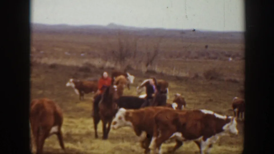 Horseback riders work around a mixed cattle herd on open Montana prairie, supported by the clip metadata.