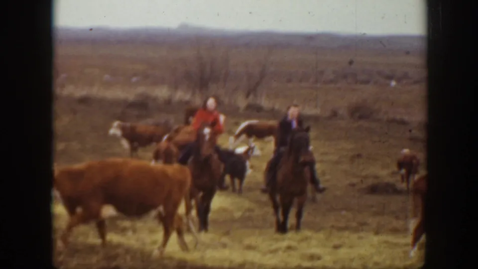 A foreground cow crosses in front of two horseback riders during a 1939 Montana cattle-herding scene.