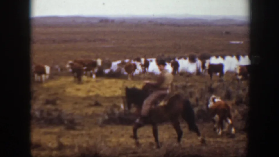 A horseback rider follows a wider cattle herd across the Montana prairie in archival 8mm home-movie footage.